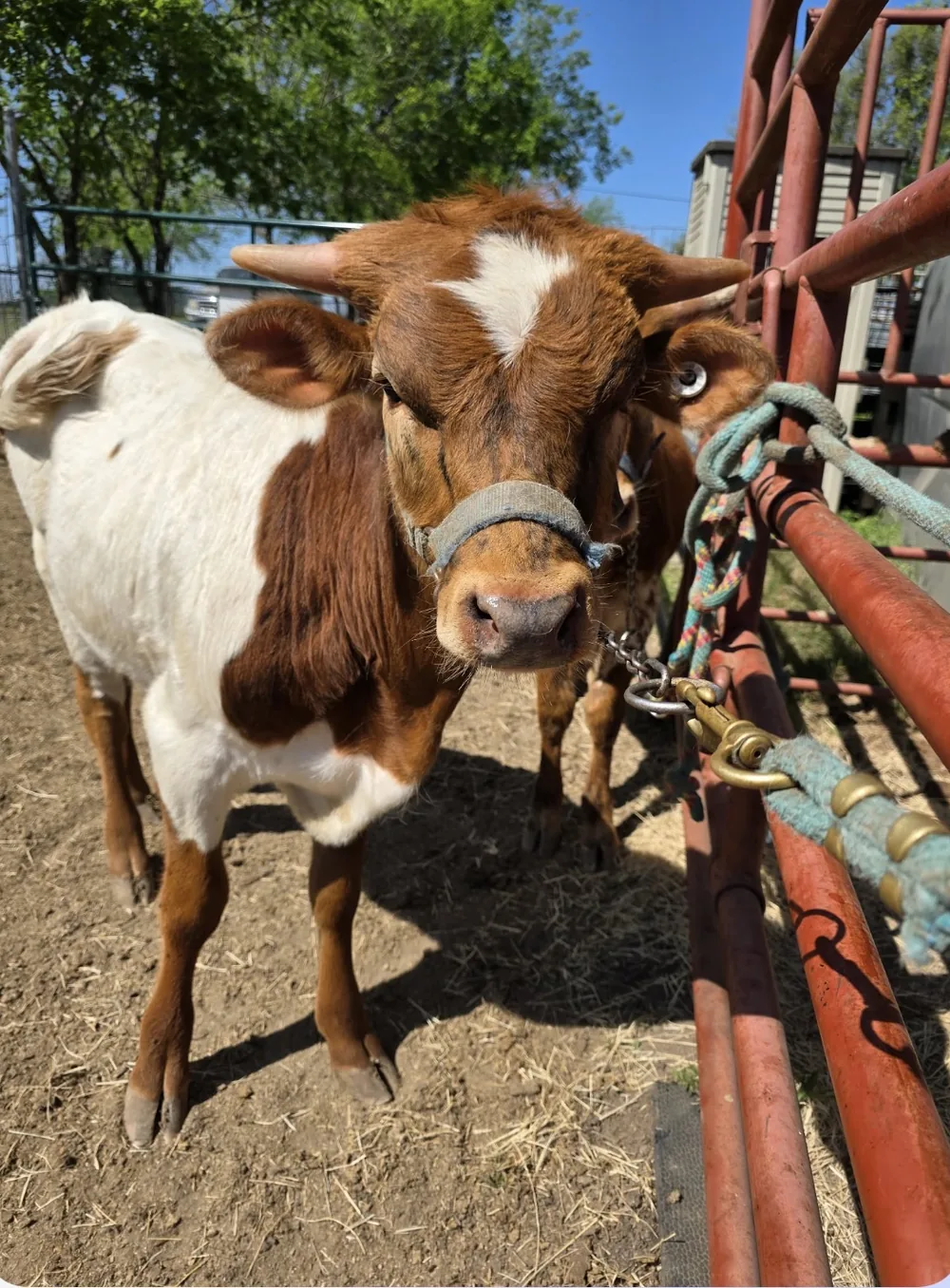 Cognac the Longhorn steer