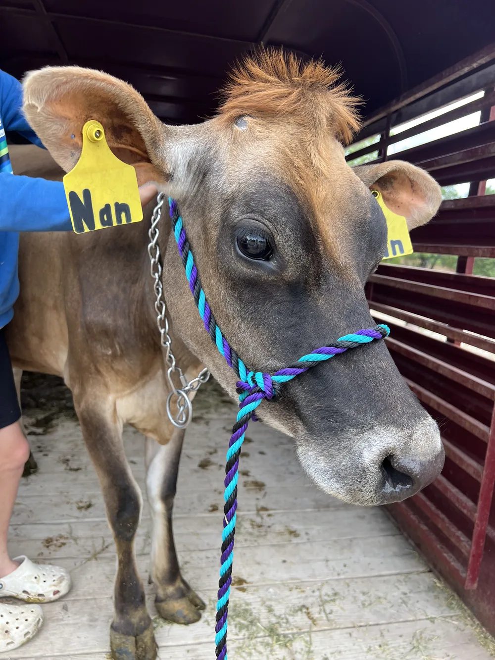 Nan, Fortune Hollow's Jersey dairy cow