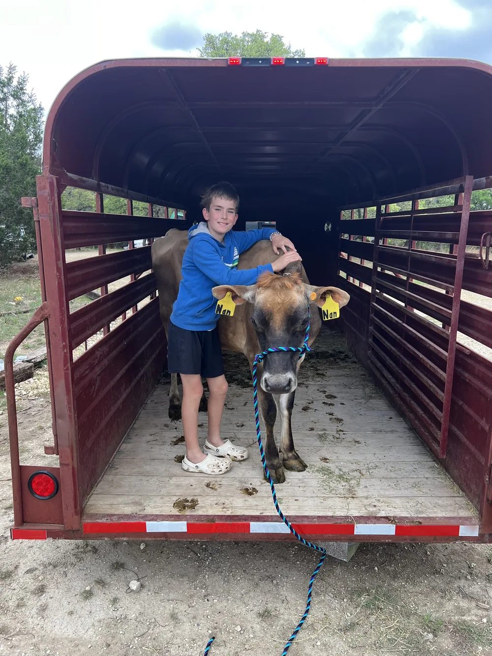 Nan the Jersey cow with a guest